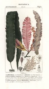 Zuckertang und andere Algen von Stanghi Stanghi