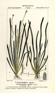 Bandgras oder Aalgras, Vallisneria spiralis von Stanghi Stanghi