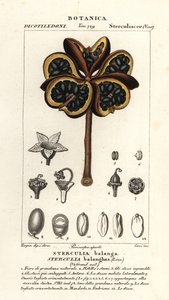 Tropische Kastanie oder Nawa-Baum, Sterculia balanghas von Stanghi Stanghi