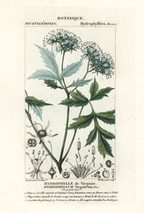 Virginisches Wasserblatt, Hydrophyllum virginianum