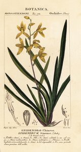 Wan Dai-Fu Orchidee, Cymbidium sinense