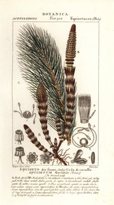 Wasser-Schachtelhalm, Equisetum fluviatile von Stanghi Stanghi
