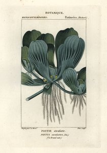 Wasserlinse oder Nilkohl, Pistia stratiotes von Stanghi Stanghi