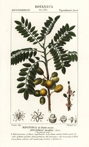 Gelbe Mombin oder Hog-Pflaume, Spondias monbin