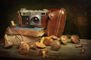 Vintage Kamera und Pilze