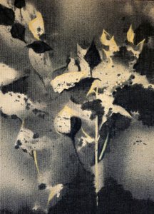 Dunkle Botanische Formen von Stefano Mazzolini