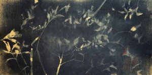 Indigo botanische Studie von Stefano Mazzolini
