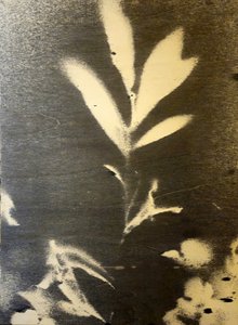 Markante Botanische Silhouette von Stefano Mazzolini