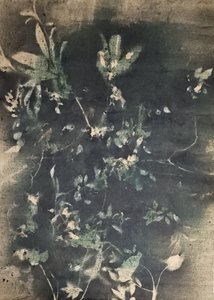 Botanische Schatten im Vintage-Stil von Stefano Mazzolini