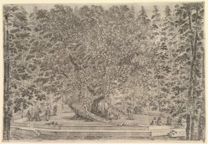 Ein großer bewohnter Baum in der Mitte mit Rampen um den Stamm, darunter ein Steinpfad