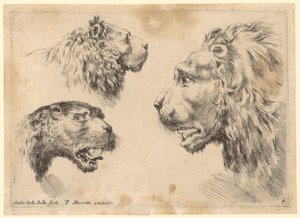 Drei Löwenköpfe von Stefano della Bella