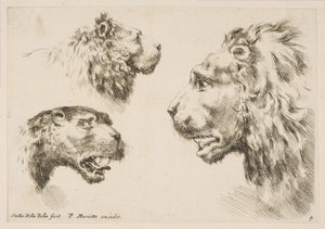 Köpfe von drei Löwen, ca. 1641