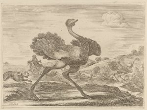 Straußenjagd