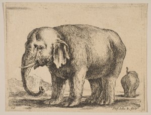 Tafel 10: Elefant, aus Verschiedene Tiere Diversi animali, ca. 1641 von Stefano della Bella