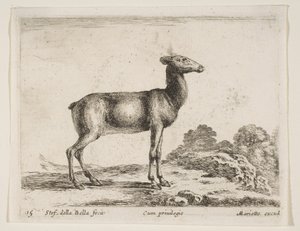 Tafel 15: Hirschkuh, aus Verschiedene Tiere von Stefano della Bella