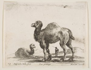 Tafel 17: Kamele, aus Verschiedene Tiere Diversi animali, ca. 1641