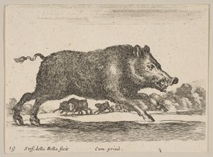 Tafel 19: Wildschwein, aus Verschiedene Tiere Diversi animali, ca. 1641 von Stefano della Bella