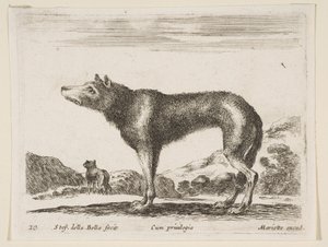 Tafel 20: Wolf, aus Verschiedene Tiere Diversi animali, ca. 1641 von Stefano della Bella