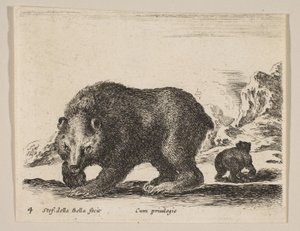Tafel 4: Bär, aus 