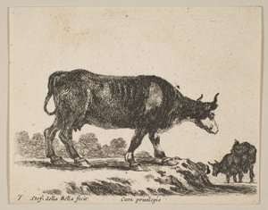 Tafel 7: Kuh, aus Verschiedene Tiere Diversi animali, ca. 1641 von Stefano della Bella