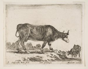 Platte 7: Ochse, aus Verschiedene Tiere Diversi animali von Stefano della Bella