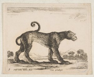 Leopard, aus 