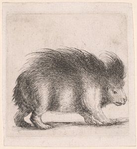 Stachelschwein, nach rechts blickend von Stefano della Bella