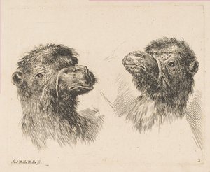 Zwei Kamelköpfe, ca. 1641 von Stefano della Bella