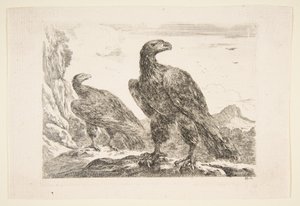 Zwei Adler, aus 