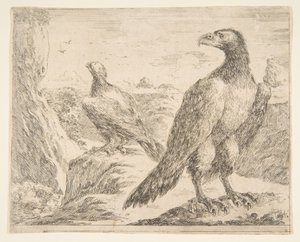 Zwei Adler, aus Eagles Les aigles, ca. 1651