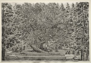 Ansichten der Villa von Pratolino: Der bewohnte Baum