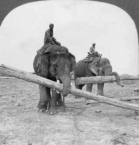 Elefanten arbeiten in einem Holzlager, Rangun, Birma, 1908