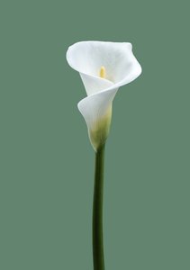 Calla-Lilie Nr. 02, 2021
