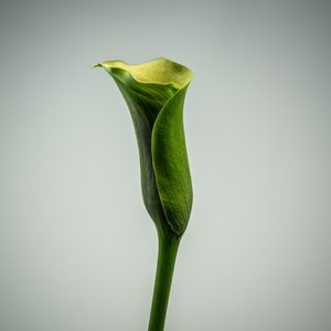 Einzelne grüne Calla-Lilie, 2020