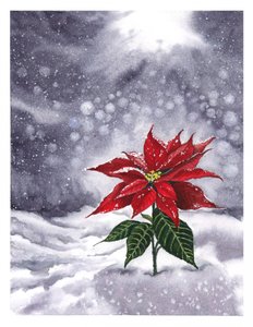 Weihnachtsstern Winterglühen von Suchi Deb