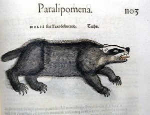 Dachs, Illustration aus 