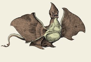 Fantastisches Seemonster, Illustration aus 