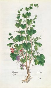 Weinrebe (Vitis Vinifera) botanische Tafel aus De Historia Stirpium von Leonard Fuchs (1501-66) 1543 von Swiss School