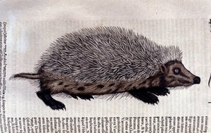 Igel, Illustration aus 