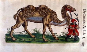 Darstellung eines Kamels, Illustration aus 