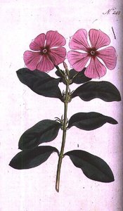 Immergrün (Vinca rosea madagascar), Tafel 248 aus William Curtis