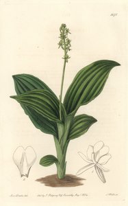 Afrikanische Liparis-Orchidee