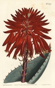 Schutthaufen-Aloe, Aloe perfoliata (Mitra-Aloe, Aloe mitraeformis)