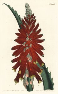 Baum-Aloe, Aloe arborescens