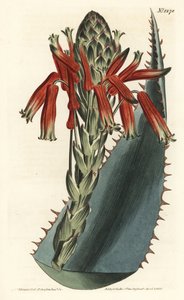 Aloe Variete - Blaue Aloe, Aloe glauca (Rotstachelige Glaukaloe, Aloe rhodacantha) - Handkolorierte Kupferstichgravur von F. Sansom Jr. nach einer Illustration von Sydenham Edwards aus William Curtis