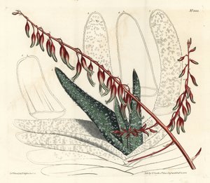 Fächeraloe, Aloe plicatilis (Zungenaloe, Aloe lingua). Handkolorierte Kupferstichgravur von F. Sansom Jr. nach einer Illustration von Sydenham Edwards aus William Curtis