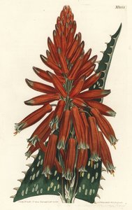Aloes macule - Seifen- oder Zebraaloe, Aloe maculata (Gefleckte Aloe, Aloe picta). Handkolorierter Kupferstich von F. Sansom Jr. nach einer Illustration von Sydenham Edwards aus William Curtis