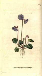 Alpine Soldanelle, Soldanella alpina