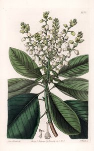 Amerikanischer Erdbeerbaum