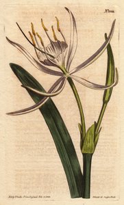 Amerikanisches Pancratium mit duftenden weißen Blüten, Pancratium rotatum